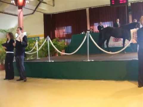 Vente trotteurs Cabourg - YouTube