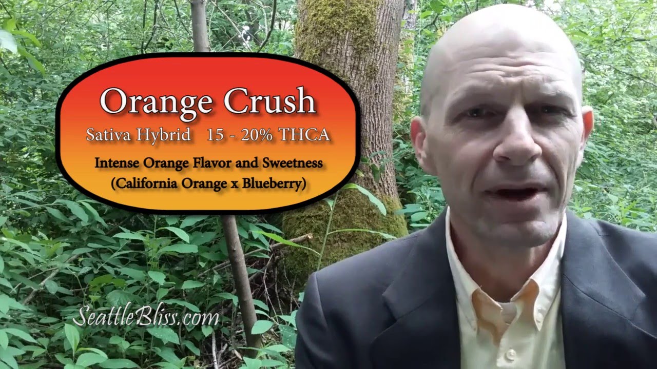 Orange Crush marijuana strain review Ballard Locks, Seattle Bliss