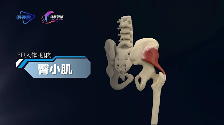 人體的奧秘-臀小肌 - 天天要聞