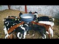 Day in the Life / February /  430 spring calving dairy herd