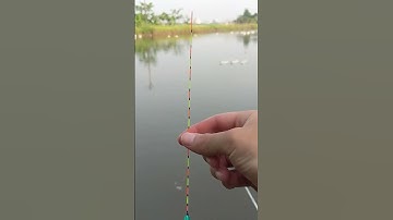 Mẹo nhỏ cân phao câu đài, tín hiệu nhạy