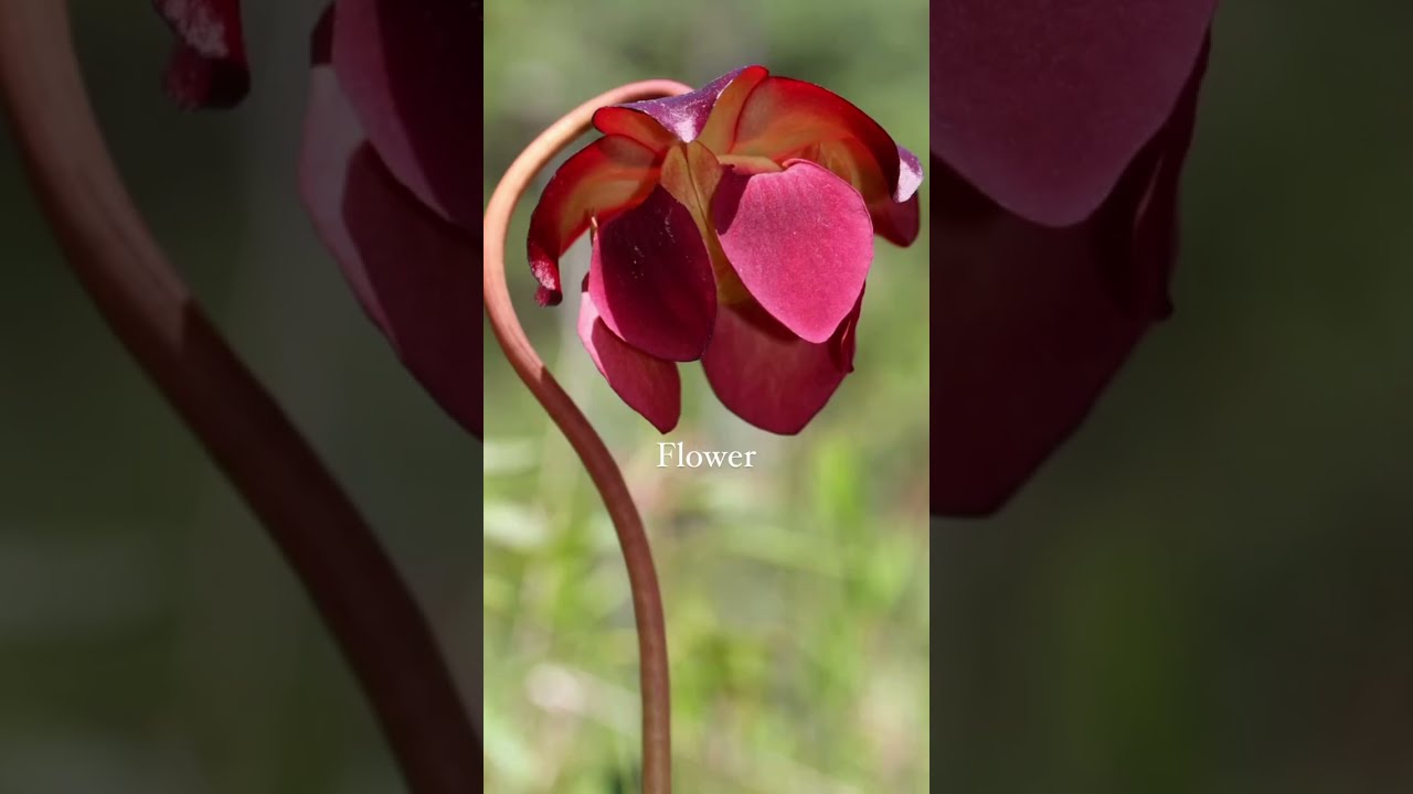 Can Anyone Guess What Type Of Flower That Is YouTube Can Anyone Guess What Type Of Flower That Is YouTube