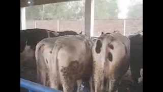 Archive محفوظ شدہ دستاویزات Pakistan's First Environmental Control Dairy Farm See Swedish Cows