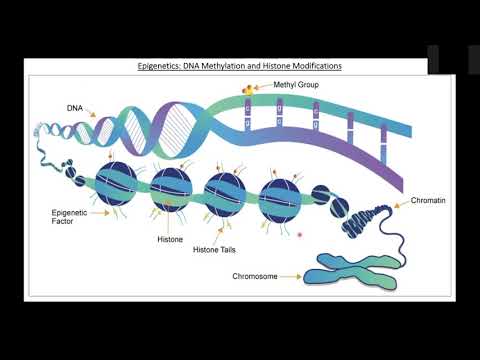 Video: Genetická Varianta Blízko Genů Pro čichové Receptory Ovlivňuje Preference Koriandru