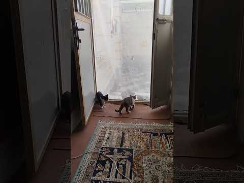 گربه به این فضولی نوبره والآ