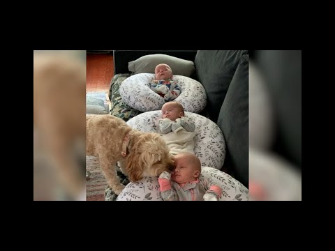 Our hearts are exploding watching this dog love on these 2-month-old triplets