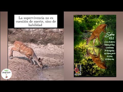 El Ciervo y
