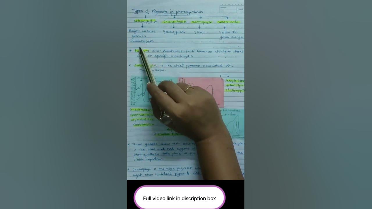 types-of-pigments-in-photosynthesis-class-11-biology-youtube