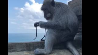 MONKEY STEALS GLASSES AND HOLDS THEM TO RANSOM | ULUWATU TEMPLE | BALI  INDONESIA