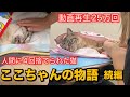 【小さな命を守りたい】②人間に4回捨てられた猫ココちゃんの物語　続編