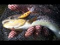 Rapture Lures - Carcoforo, paradiso delle trote parte2 - Hardbait