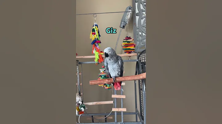 I can’t believe what Giz said to me😳🤬!! He told me 🤣 #talkingparrot #africangrey - DayDayNews