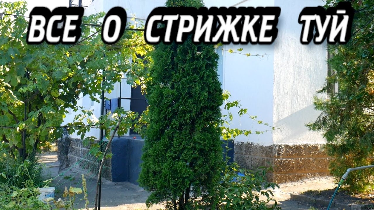 СТРИЖКА ТУИ - Когда Можно Стричь Тую - Лучшее время для формирования Туи - ВСЕ О СТРИЖКЕ ТУЙ