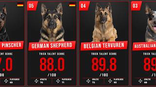 Energetic Dog Breeds Ranked by Their High-Speed Trick Talent!