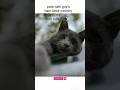Aazadi #divine #shortvideo #cat #kityy#country #politics #mistrybox #catboy#catworld #catman #catty