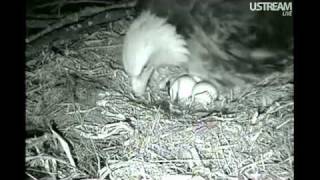 Decorah Eagles The Hatching of the 1st Eaglet 4-2-11