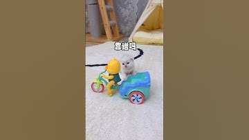 Lazy Cat Gets a VIP Ride 😍