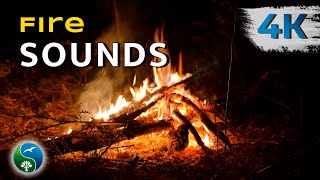 Fire, Bonfire Carries Sounds of Cod of Logs | Firewood Burns in Nature on a Summer Night