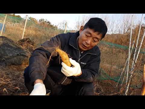 둥근마 수확 및 재배방법과 마씨앗으로 심는방법