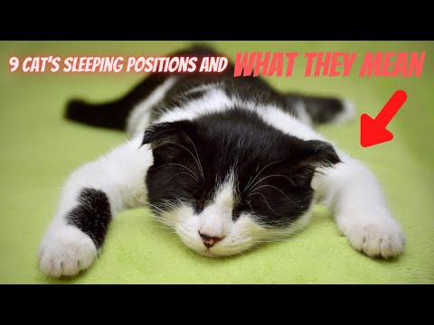 What Your Cat's