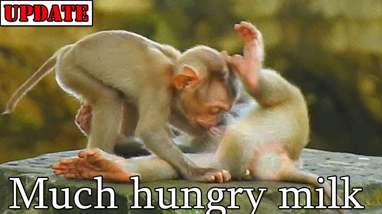 OMG Baby Amanda confuse milk by hard drink Rojo..../ Baby Amanda think it her milk