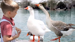 Eğlenceli̇ Çocuk Vi̇deosu Kaz Kaz Sesi̇ Kaz Vi̇deosu Hayvanları Tanıyalım Hayvan Sesleri Kazlar 