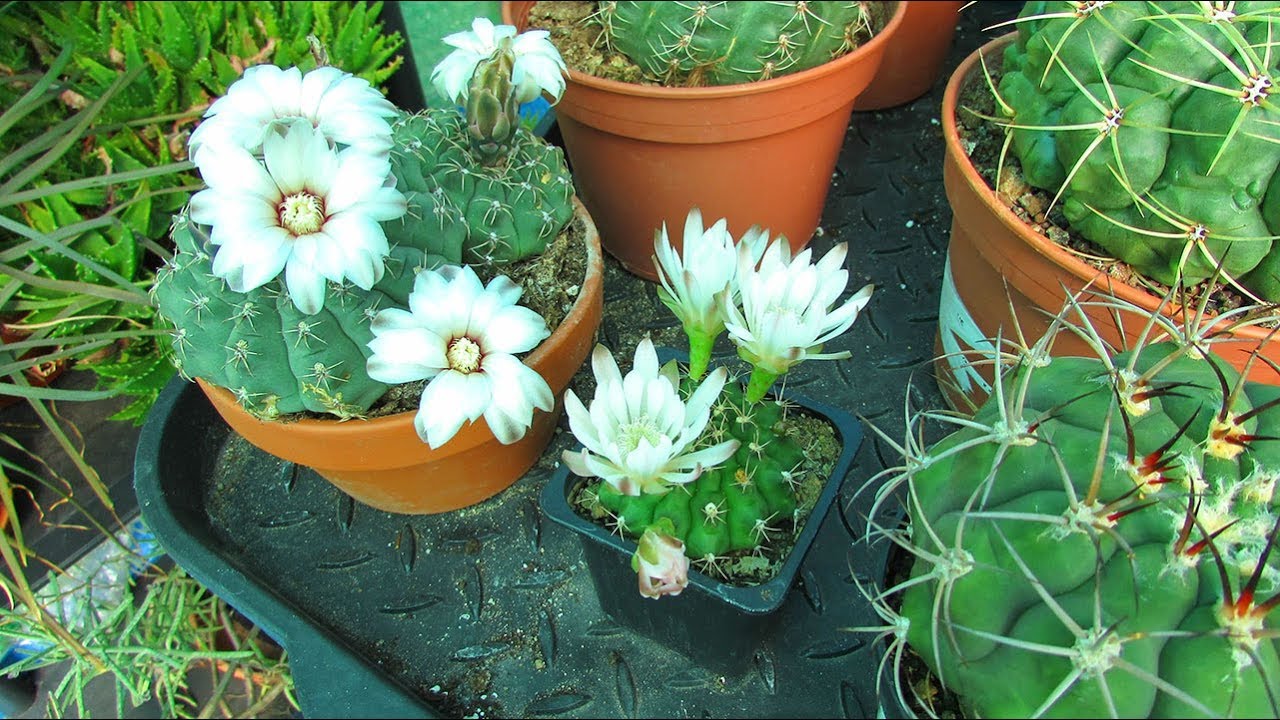 My Gymnocalycium Cactus Plants in flower in the Polytunnel & showing you my Gymnocalycium collection