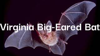 Are they still endangered? Virginia Big-Eared Bat