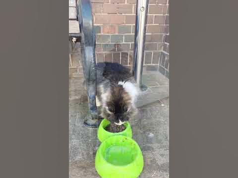 Зеленоградск весной, март 2024 Любимый город кошек 🐈 #зеленоградск # ...