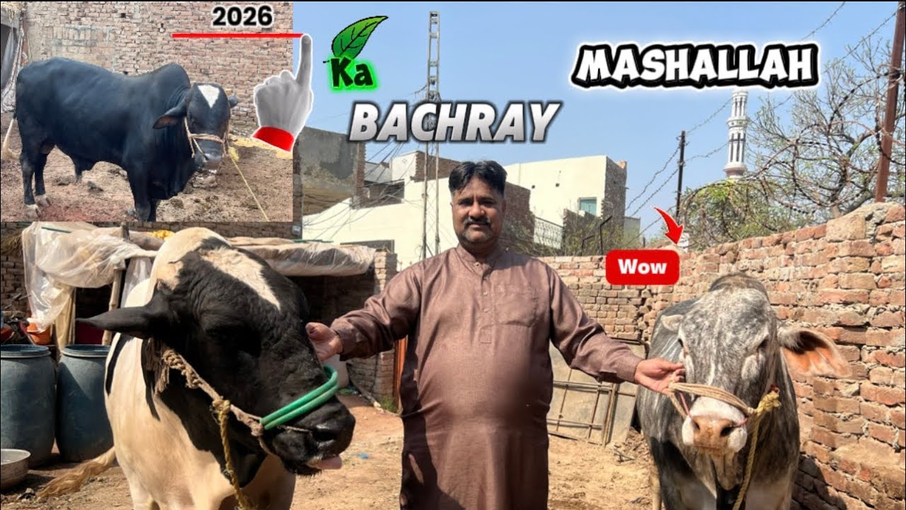 2026 qurbani ka Bachray Mashallah 🤩 ❤️🐂#cow #bull 
