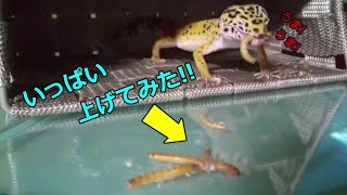 腹ペコのレオパに、ごはんいっぱい目の前に置いてみた＾＾　癒し動画、レオパお食事映像、レオパードゲッコー、ひょうもんとかげもどき