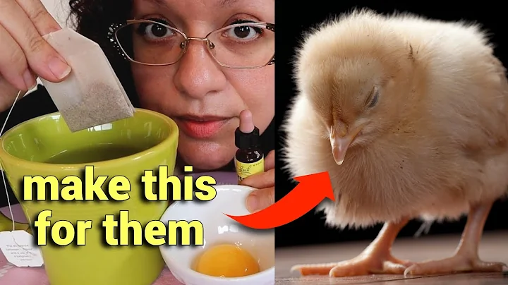 How to Keep a Sick Chick ALIVE (and hopefully go on to thrive) 🐥❤️ - DayDayNews