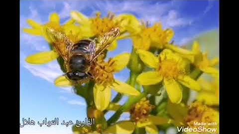 سورة النحل بصوت عزب ومريح للنفس #القارئ عبد التواب هلال