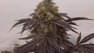 Gavita 4k Medical Grow Part 12 Day 70 of Flower, Some were ready and some were not