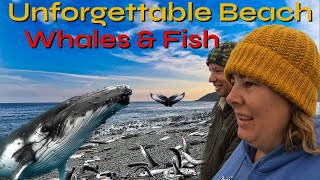 The Whale MIGRATION has begun...MILLIONS of fish spawning on the Beach!  Experience the Capelin Roll