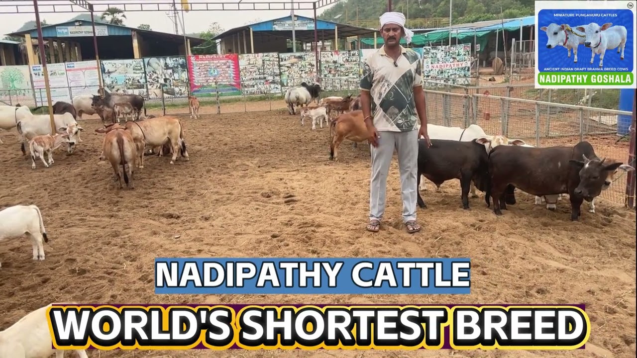 Donot Fall For scams | Choose the Real Nadipathy Cattle - Nadipathy Goshala