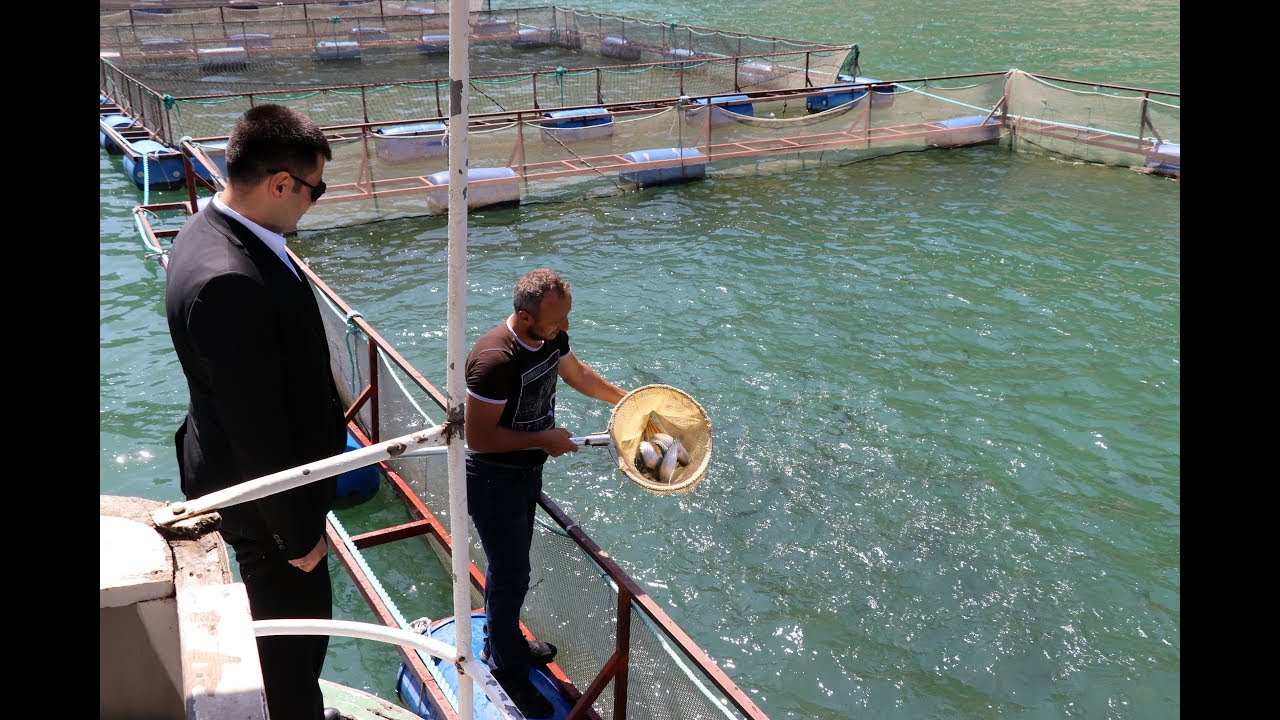 Torul barajında alabalık üretimi