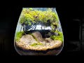 Tiny Moss Tree Themed Terrarium