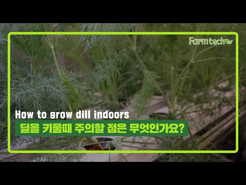 How to grow dill indoors 딜을 키울때 주의할 점은 무엇인가요? | HIPPO Farmtech