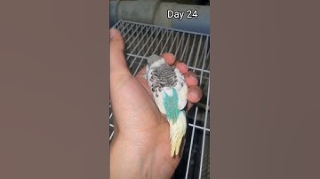Day 1 To Day 30 | Budgie Growth Stages