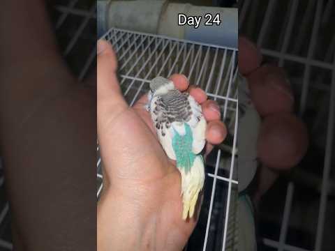 Video: Vinkkejä ensimmäisen lemmikkieläinten Budgie (Parakeet) hoitamiseen