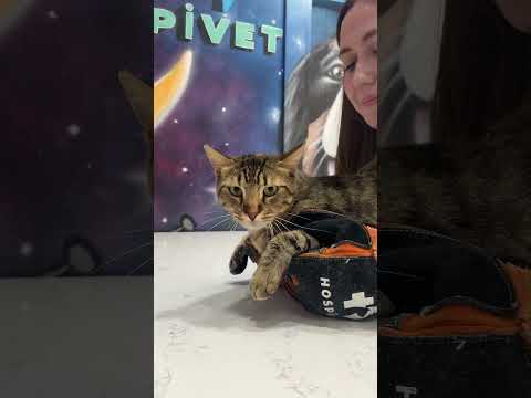 Tırmalamayacağına ikna olan var mı ?