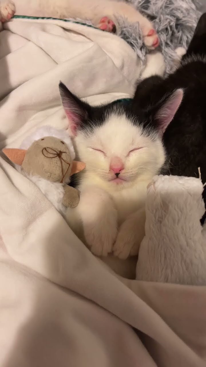 C magnifique vidéo chat nature top #cat #kitten #chatonmignon