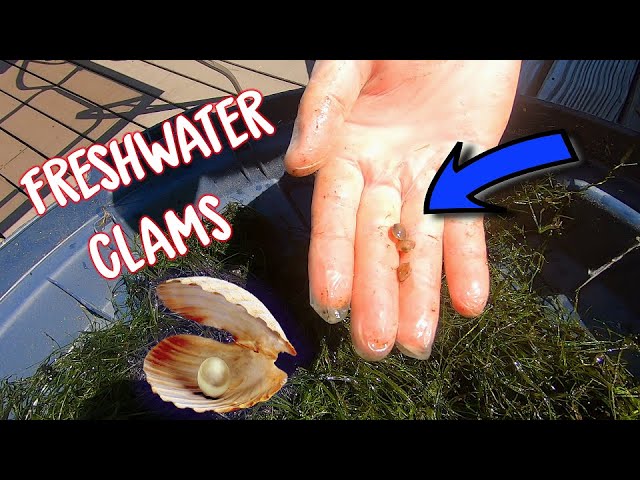 freshwater clam