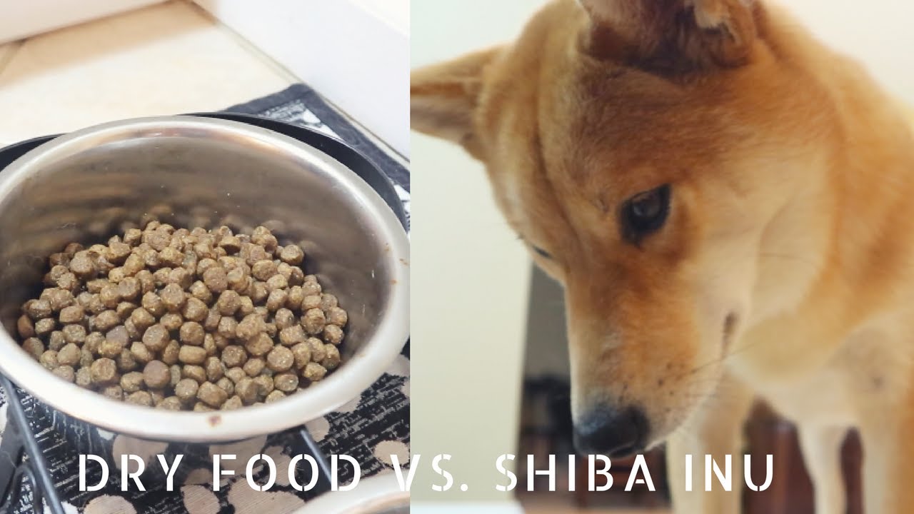 best food for shiba inu puppy