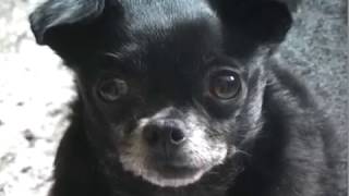 Dog.wmv @BrandonHardesty