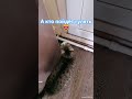 Сэм знает что ему надо Youtubeshorts веселыекоты любовь видосыоткота кот прикольныекоты Сэм знает что ему надо Youtubeshorts веселыекоты любовь видосыоткота кот прикольныекоты