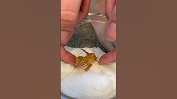 four years of owning my crested gecko 🤍 | Kam’s Reptiles