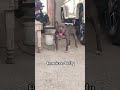 American bully #dogs #lover #youtubeshorts