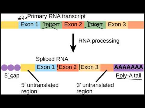 Ace Your Biology Exam: The Gene Expression Translation POGIL Answer Key